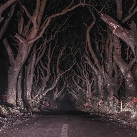 Haunted Woodlands | Dark hedges, Hedges, Dark forest