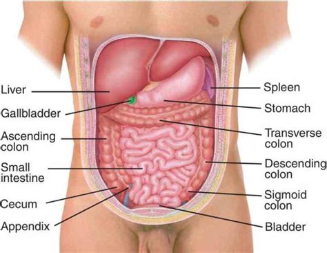 de Abdominal Cavity Anatomy mar abdominal cavity largest hollow space of the body its upper ...