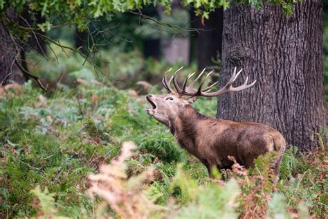 Majestic powerful red deer stag Cervus Elaphus in a forest landscape by ...