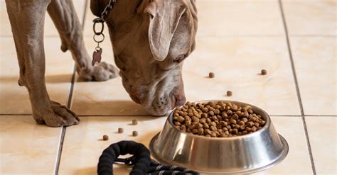 The Best Dog Food for Pitbulls - Our Top 7 Picks | PUPANDOWNER