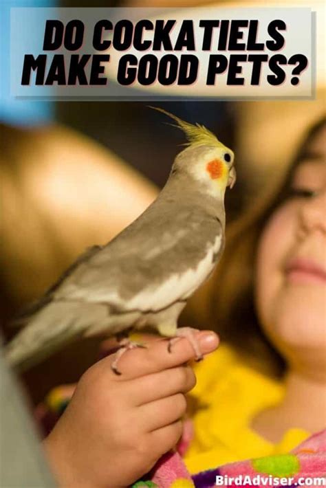 Do Cockatiels Make Good Pets? (Pros & Cons of Cockatiels)