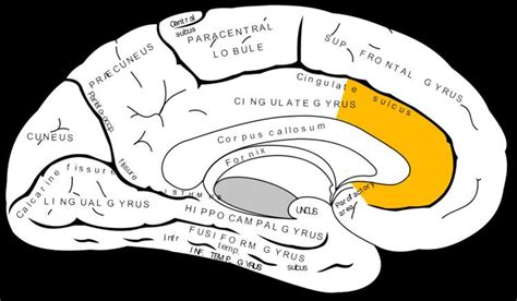 Anterior cingulate cortex - Alchetron, the free social encyclopedia