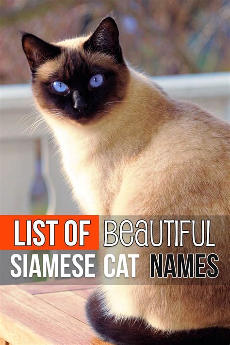 Siamese Cat Names: Best 226 Names For Your Furbulous Pet! | Siamese ...