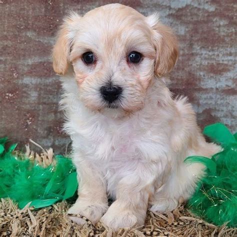 Maltipoo for adoption/maltipoo puppies for adoption