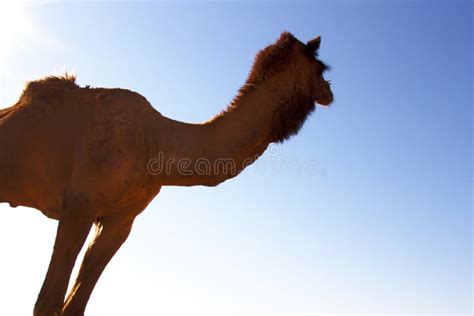 One-humped Camel in Bright Sun of the Desert Stock Photo - Image of camels, camel: 141982688