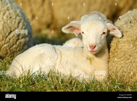 Merino Sheep, Merino Landschaf Stock Photo - Alamy