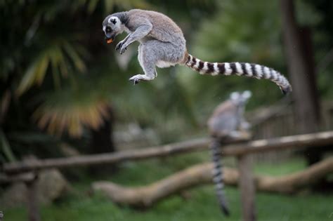 Almost all Madagascar's lemur species 'face extinction' according to ...