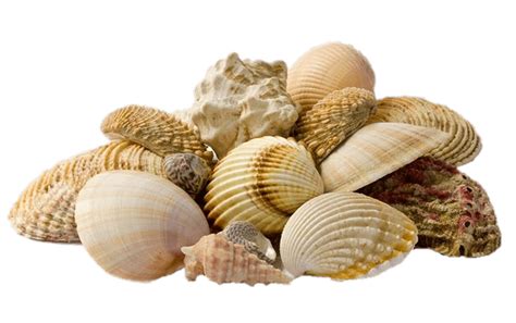 Collection Of Seashells transparent PNG - StickPNG