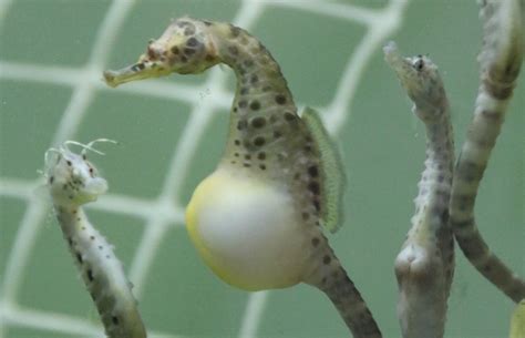 Who's your daddy? Male seahorses transport nutrients to embryos ...