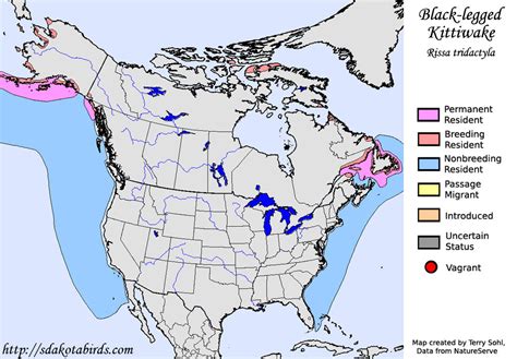 Black-legged Kittiwake - Species Range Map