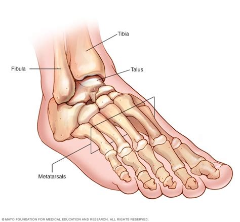 Foot and ankle bones - Mayo Clinic