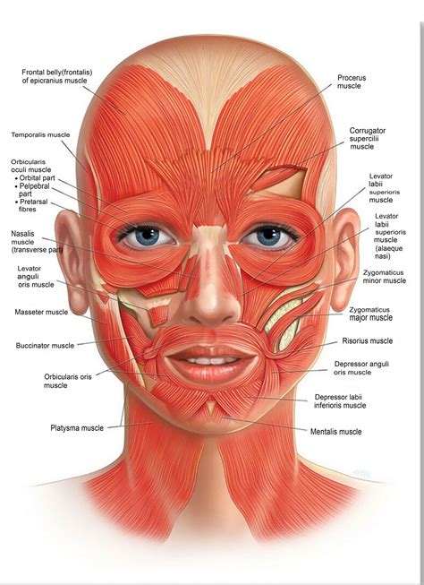 Face_anatomy_muscle_veins_detailed_educational_science_poster2 - Etsy | Face muscles anatomy ...