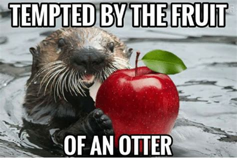 26 Otter Memes That Are Way Too Funny For Words - SayingImages.com | Otters, Otter meme, Memes