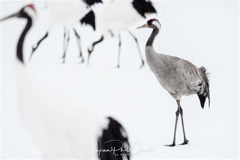 2018 Winter Wildlife Tour of Japan | Japanese Red Crowned Cranes ...