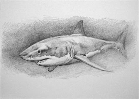 drawing a shark | Shark drawing, Great white shark drawing, Shark art