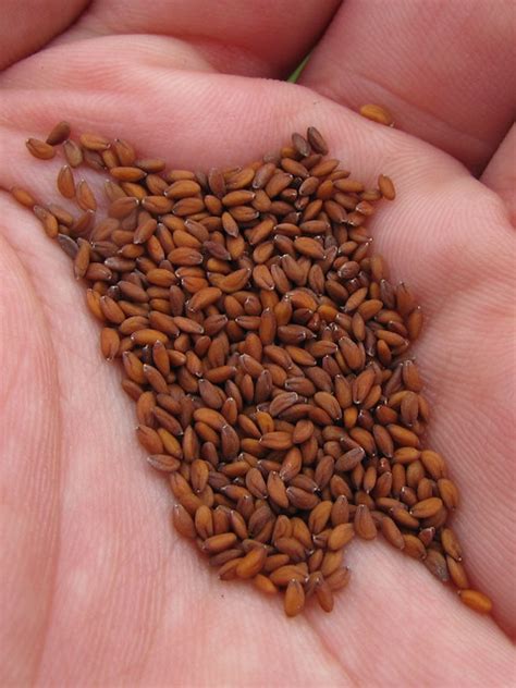 What Is Garden Cress Seeds Good For - Garden Cress Seeds