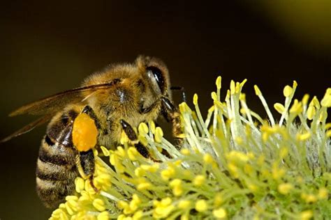 Robot Bees: Easing the Pollination Burden