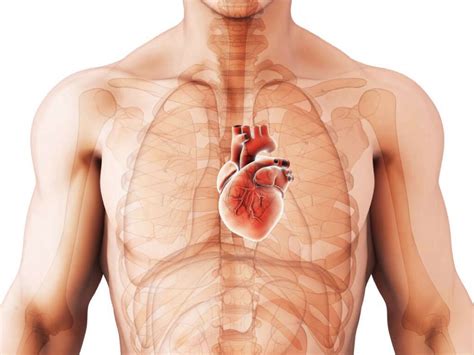 Cardiomegaly: 10 Cardiomegaly Symptoms