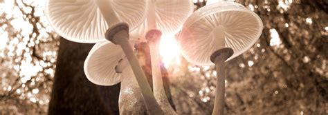 Have you had your Daily Dose of Mushrooms? - NutraChamps Blog