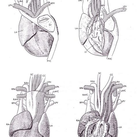 (PDF) Central Cardiovascular Anatomy and Function in Crocodilia