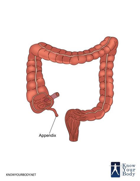 Diagram Of Appendix In Body