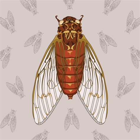 Cicada Hand Drawn Illustration With Pattern Background 165370 Vector ...