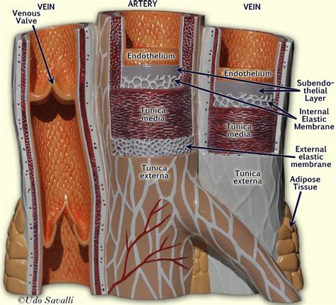 BIO202-Vessel Structure | Adipose, Vessel, Tunica