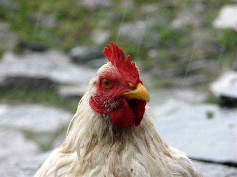 File:Chicken close up.jpg - Wikimedia Commons