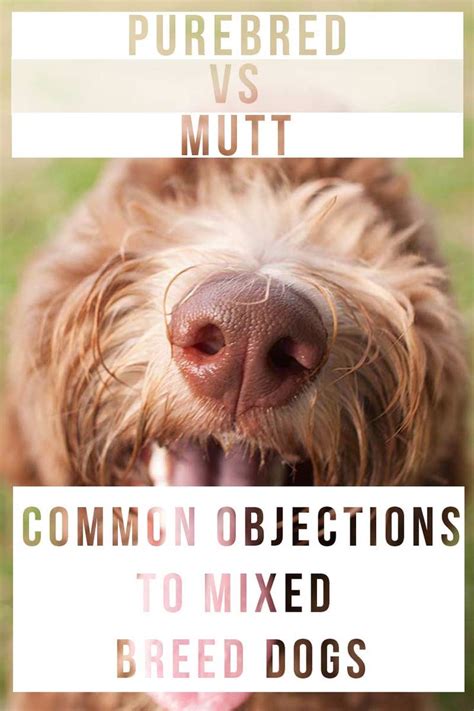 Purebred vs Mutt - common objections to mixed breed dogs Mutt Dog Breed ...