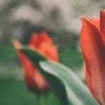 Tulips | Free Stock Photo | LibreShot