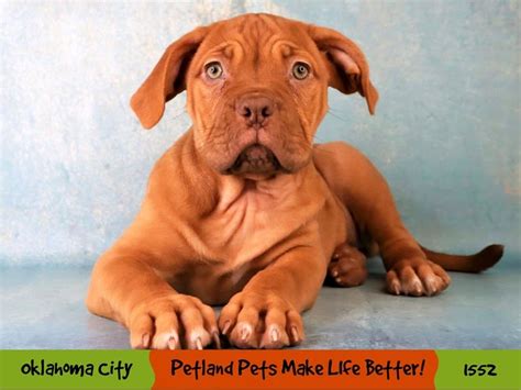 Dogue De Bordeaux-DOG-Female-Red-4079904-Petland Oklahoma City & Tulsa