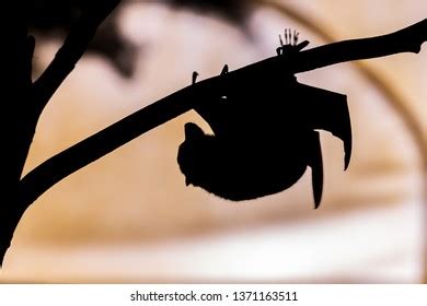 Fruit Bat Silhouette Stock Photo 1371163511 | Shutterstock