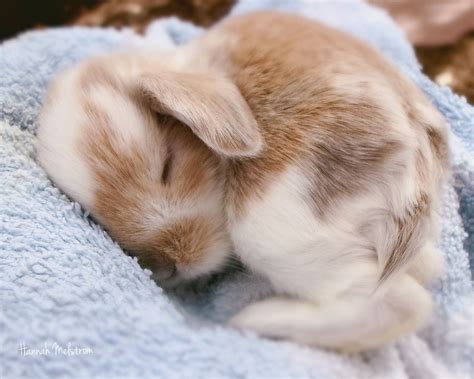 Baby bunny | Cute baby animals, Cute baby bunnies, Baby animals