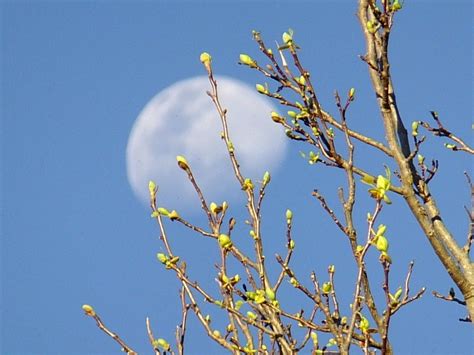 Budding Trees Moon | Moons of the Medicine Wheel