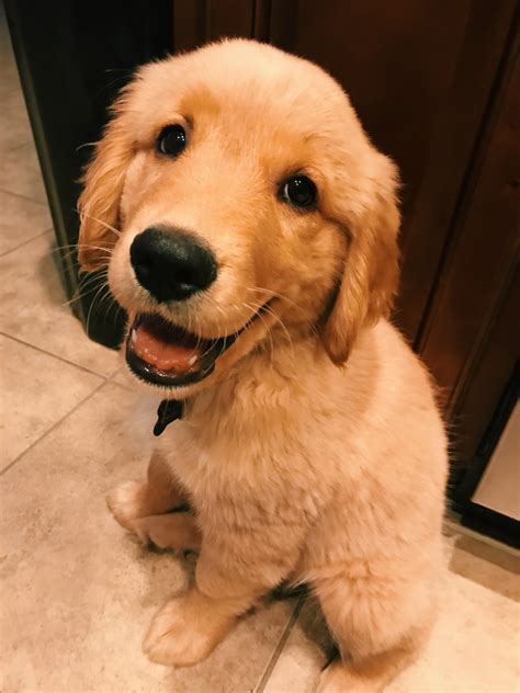 Sassy' Golden Retriever Puppy Melts The Hearts Of Reddit Viewers Daily ...