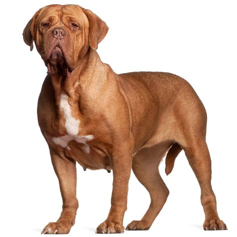 Dogue de Bordeaux Dog Breed Information | Purina