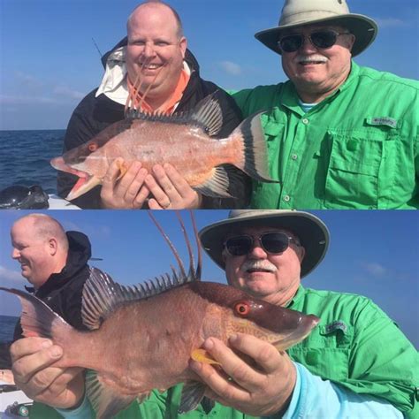 Gulf Of Mexico Hogfishing | Fishing Charters St. Pete Beach, Tampa Bay FL