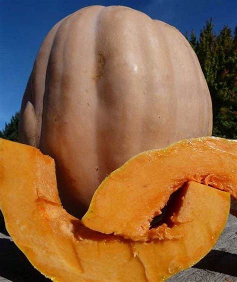 Dickinson Pumpkin Seeds organic/heirloom/c.moschata: Libbys - Etsy