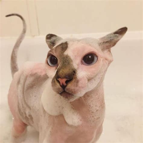 Cutest little Sphynx Cat! | Pretty cats, Baby cats, Animal antics