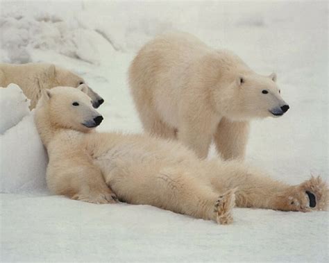 25 Perfectly Captured Photos Of Animals in Snow - Snow Addiction - News about Mountains, Ski ...