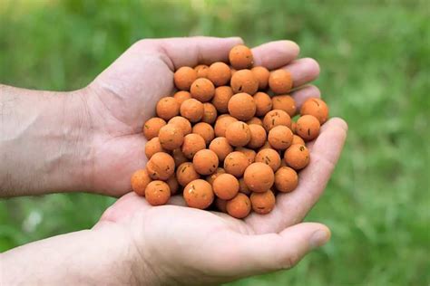 The Best Boilies For Carp: Why They're Proven - FishFinder HQ