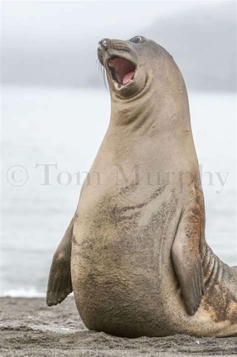 Elephant Seal Pup – Tom Murphy Photography