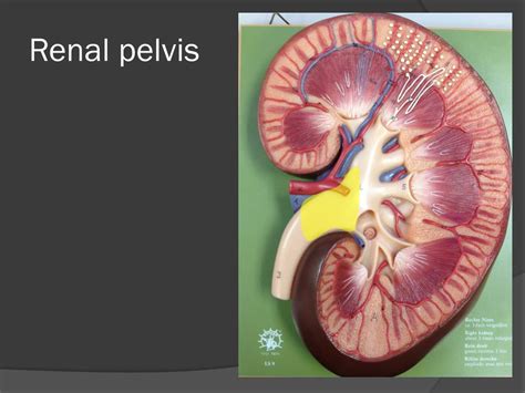 PPT - Urinary System PowerPoint Presentation, free download - ID:4014901