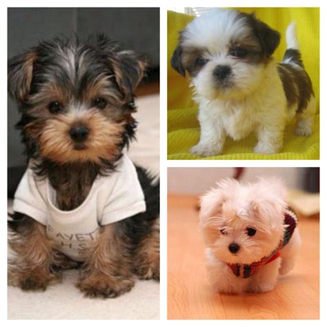 Shih Tzu Yorkie Poodle - Pets of Life