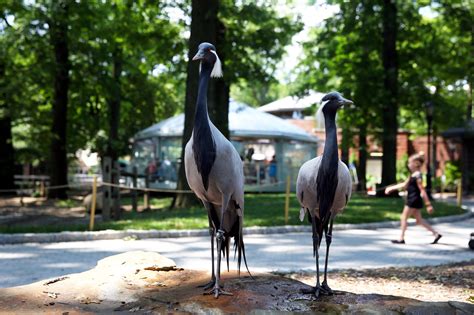 Staten Island Zoo Capitalizes on the Small and Obscure - The New York Times