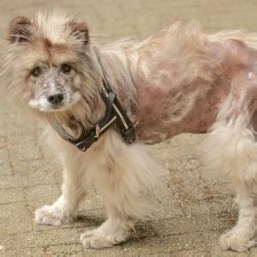 Common causes of alopecia in dogs | Whetstone