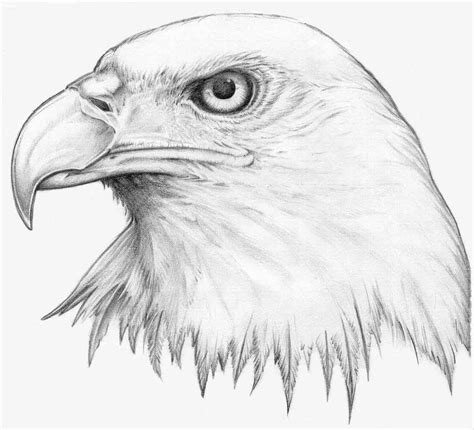 Pin by Leslie McDowell on Art | Eagle drawing, Eagle sketch, Eagle pictures