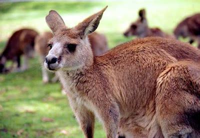 Curiosidades y fotos de animales: Canguro