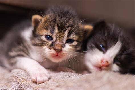 80,000 newborn pups, kittens receive food aid - Veterinary Practice News