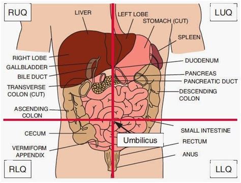 The four quadrants of the abdomen